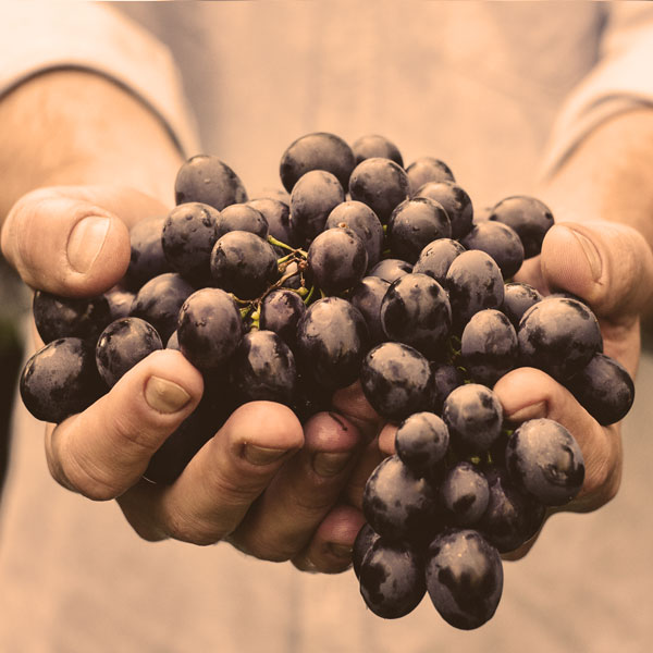Vinotrans, la marketplace dédiée aux viticulteurs